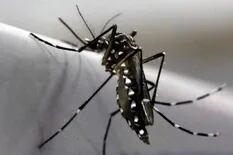 Ya se registran brotes de dengue en 12 municipios de la provincia