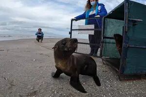 Se recuperó y volvió al océano un lobo de mar que encontraron malherido hace menos de un mes
