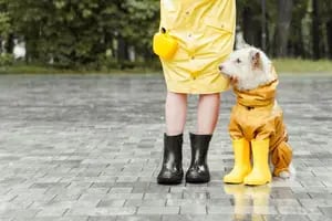 Cómo salir a la calle con tu perro en un día de lluvia, según una adiestradora profesional