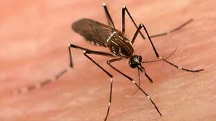 El mosquito Aedes aegypti transmite dengue, zika y chikungunya