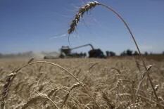 El trigo se abre camino sin gasoil, sin lluvias y con señales de precio confusas