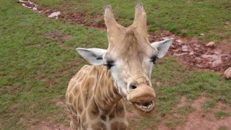 La eutanasia practicada a una jirafa en 2015 dejó patente que la manada de esos animales sufría una severa desnutrición.