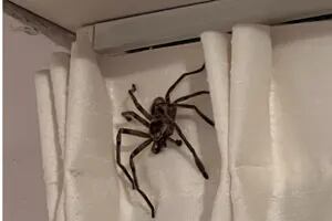 Se fue de vacaciones a Pinamar y le apareció una araña gigante en la habitación