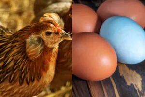 La insólita historia de la gallina que pone huevos azules
