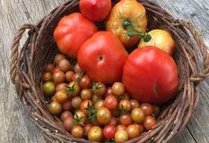 Cómo aprovechar el mejor momento de los tomates