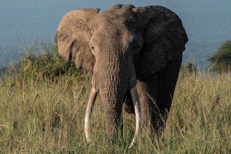 Outdoor Elefante corriendo 24 cm África jardín suerte Animal personaje escultura en