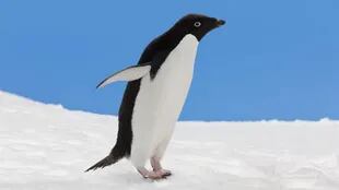 El cuerpo liso del pingüino adelaida fue la inspiración para la base del pantógrafo