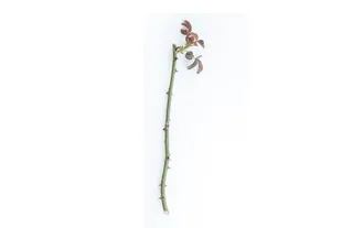 El gajo de rosa a plantar debe tener el grosor de un lápiz y 15 a 20 cm de largo.