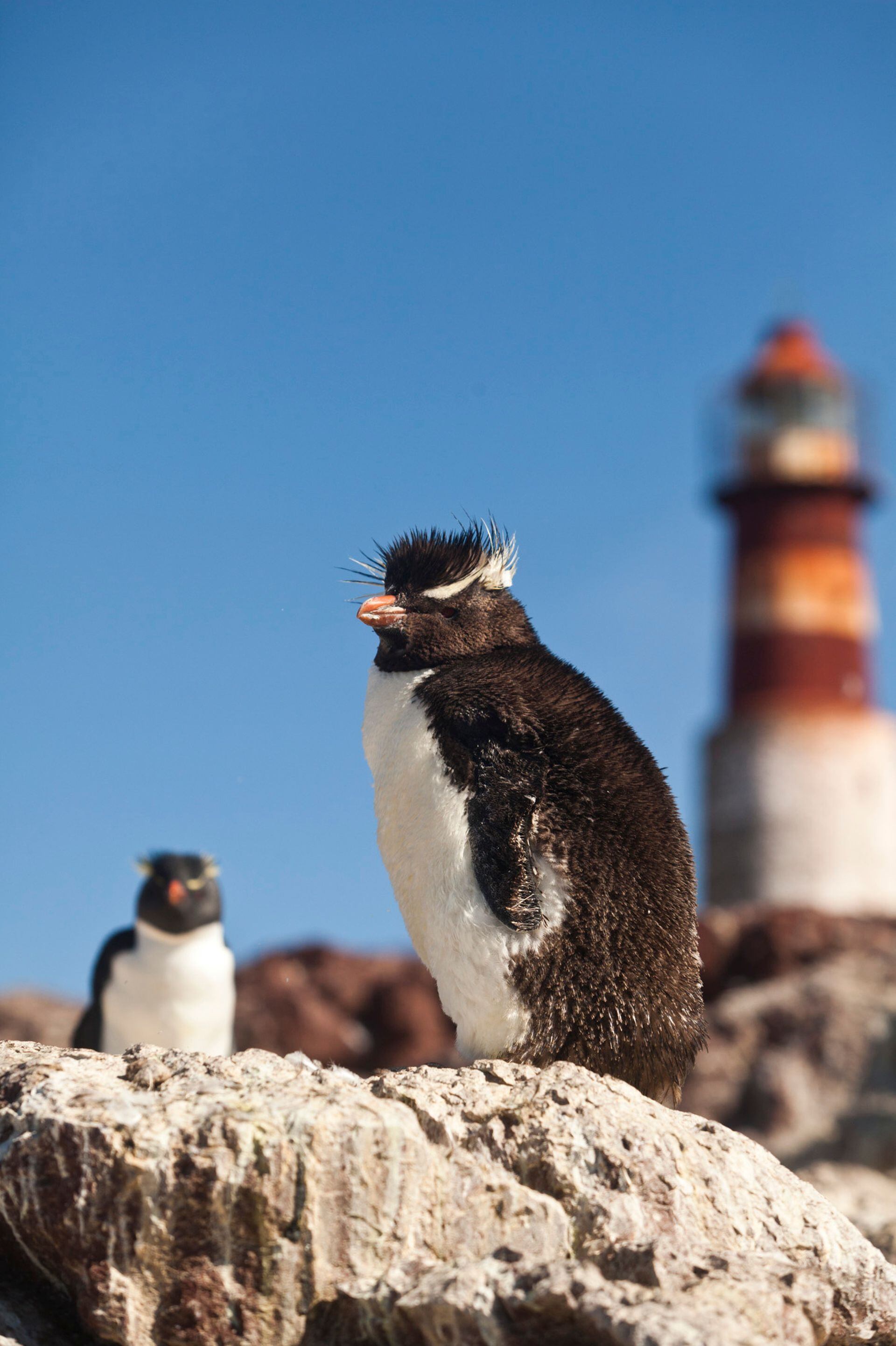 La isla toma el nombre del emblemático pingüino de penacho amarillo al que se puede ver en muy pocos lugares.