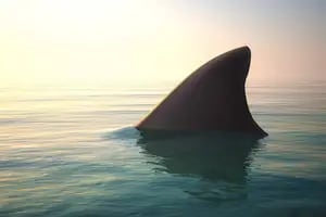 Por qué la aleta de tiburón se convirtió en un “manjar” que pone en grave peligro a la especie