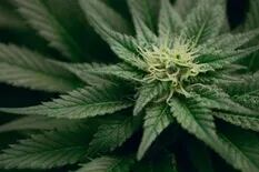 Así afecta el cannabis a nuestra mente, según nuevas investigaciones