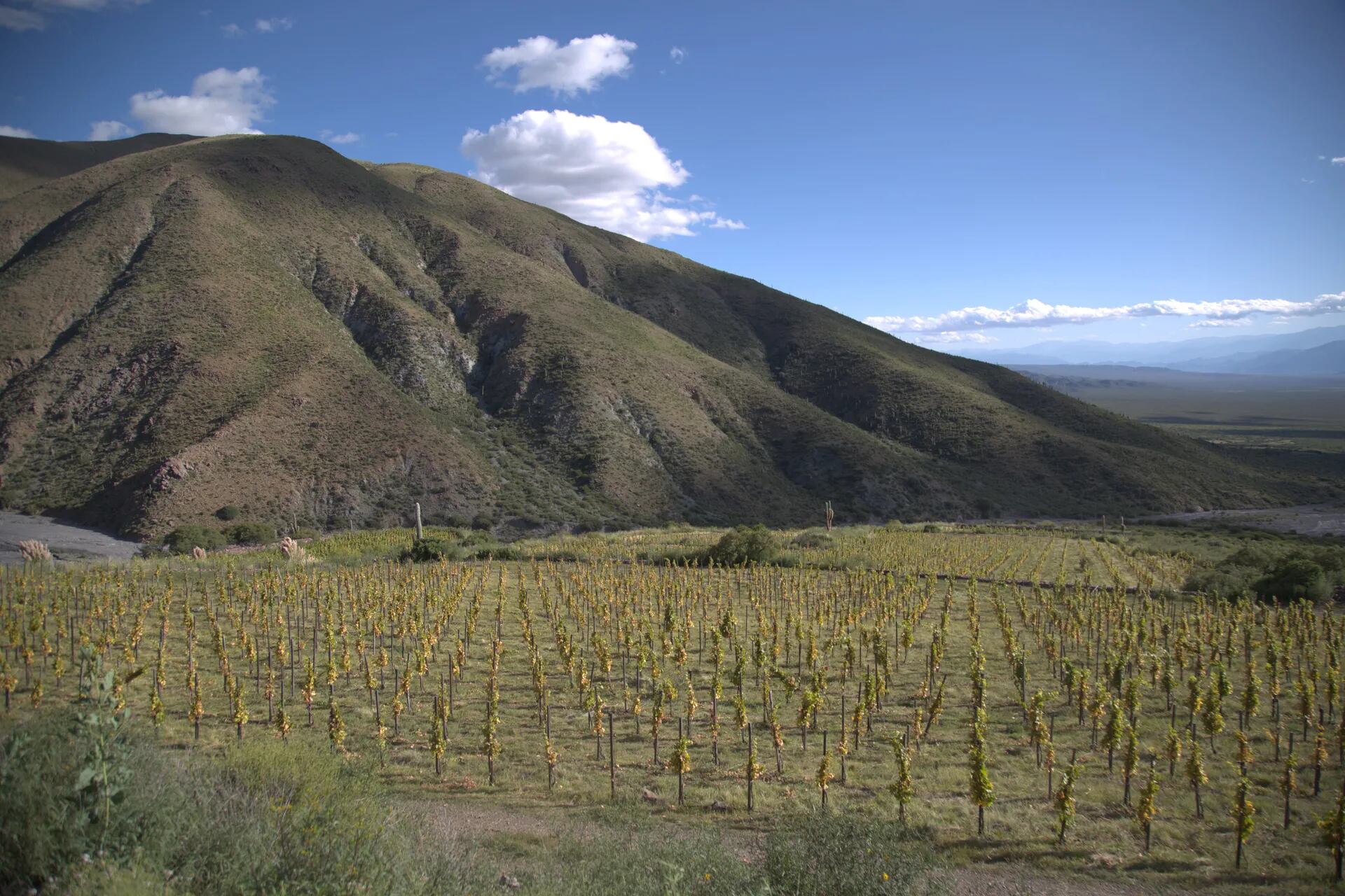 En las afueras de Payogasta se encuentra el viñedo a una altitud de 3.111 metros, donde las uvas reciben más sol.

