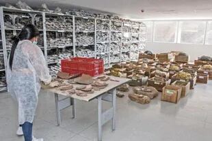 Las piezas rescatadas fueron enviadas al laboratorio de arqueología de la Universidad del Atlántico