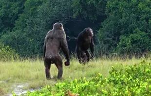 Los chimpancés pueden reinventar comportamientos culturales de forma individual