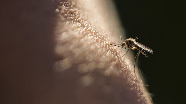 La malaria se transmite al ser humano a través de la picadura de las hembras del mosquito Anopheles