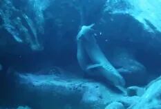 Un fotógrafo submarino filmó a dos tiburones apareándose