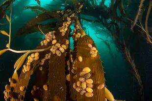 Bivalvo Gaimardia trapesina cubriendo las frondas de las algas. En el fondo serán consumidos por las estrellas de mar