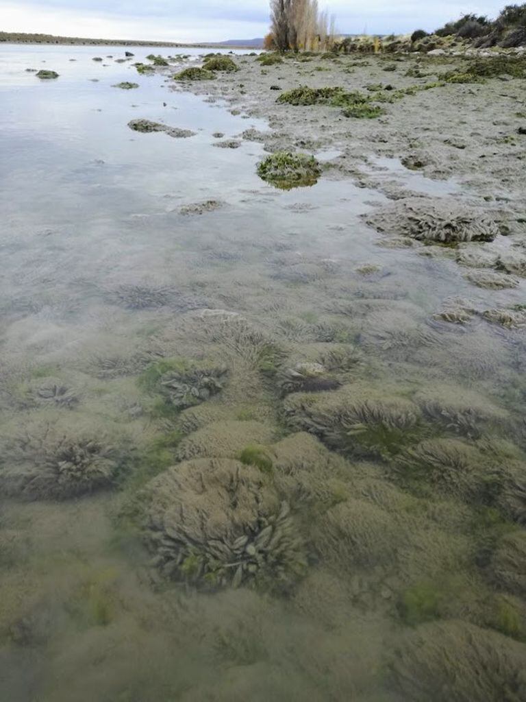Un equipo de la Universidad Nacional de Río Negro investiga el poder de invasión del alga didymo en ríos y lagos de Argentina y Chile