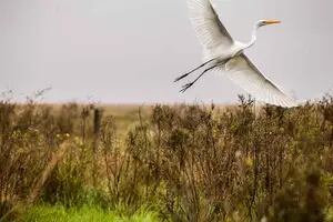 Tres reservas naturales cerca de Buenos Aires para disfrutar la naturaleza