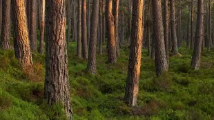 Pinus sylvestris, una especie de pino propensa a autopodarse