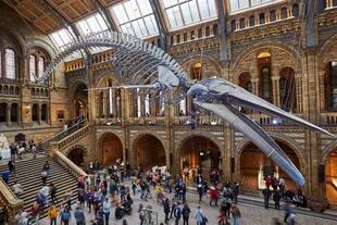 El Museo de Historia Natural, visita imperdible si se viaja con chicos