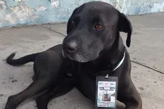 El perro callejero que “consiguió trabajo” en una terminal de micros y se volvió viral