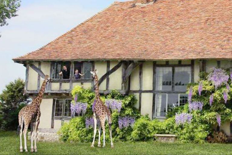 Un hotel inglés permitirá a los huéspedes alimentar jirafas desde la habitación