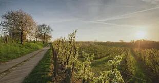 Limburgo, provincia de los Países Bajos, invita a recrear un pedaleo en bicicleta por 60 kilómetros entre campos florecidos
