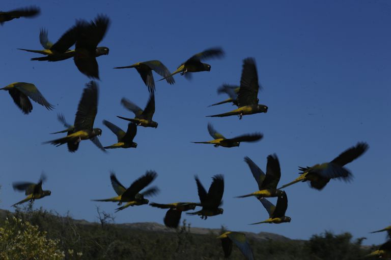 Las tierras de Punta Mejill&#xf3;n est&#xe1;n dentro de la Reserva Natural Caleta de los Loros