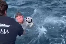 Rescatan a un perro que encuentran nadando solo en medio del océano