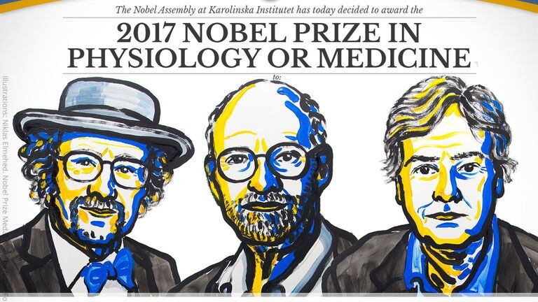 Premio Nobel de Medicina 2017: tres estadounidenses galardonados por sus descubrimientos sobre relojes biológicos
