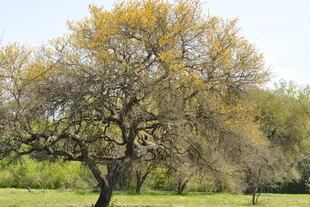 Acacia caven, un árbol nativo al que también se lo conoce como espinillo, aromo o espino. Sus flores amarillas, cuando aparecen, perfuman el ambiente.