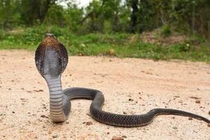 Descubren el secreto evolutivo del cóctel venenoso de la cobra