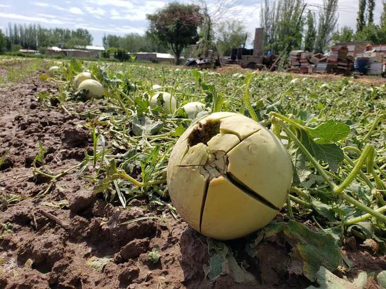 El granizo hizo estragos en los cultivos en la provincia de Mendoza