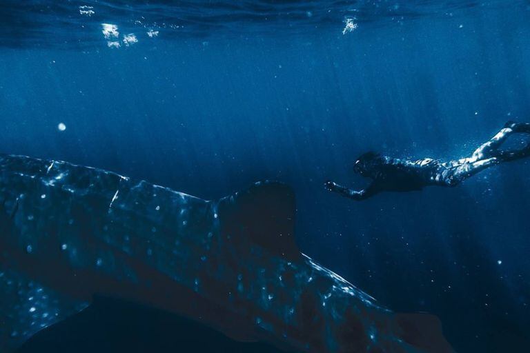El tiburón ballena es el pez que primero deslumbró a Nicolás Marin en su carrera como fotógrafo submarino