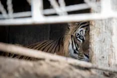 Cuatro tigres encerrados en un vagón hace 15 años serán rescatados por una organización internacional que ya llegó al país