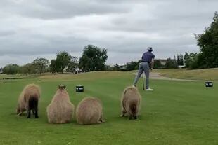 Chris Crawford will tee, he's got capybaras from Nordelta behind him