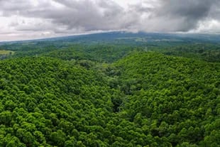 El proyecto de reforestación Isla Bosque  en el centro-norte de Costa Rica es uno de los tantos que tiene Pachama alrededor del globo