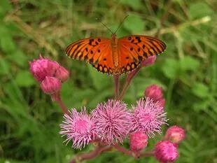 Las flores en racimos del pompón rosado (Campuloclinium macrocephalum) atraen a insectos como mariposas y abejas para su polinización