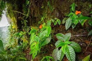 19/04/2022 Durante mucho tiempo consiferada extinguida, Gasteranthus extintctus se encontró creciendo junto a una cascada en Bosque y Cascada Las Rocas, una reserva privada en la costa de Ecuador. POLITICA INVESTIGACIÓN Y TECNOLOGÍA RILEY FORTIER