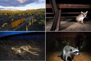 Alejandro Prieto se dedica a fotografiar animales afectados por el muro construido en la frontera de Estados Unidos con México