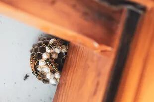 Las avispas europeas se alimentan de abejas, larvas, mariposas y otros insectos.