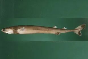 El tiburón tollo cigarro es conocido porsus audaces ataques