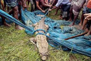 Capturaron un cocodrilo cuya especie se creía extinta en Bangladesh