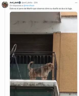 Alguien puso el foco en un perro que contempla por el balcón la calle de Belgrano donde fue colgado el cartel