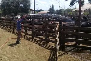 Ola de calor: en el Mercado de Liniers "riegan" las vacas