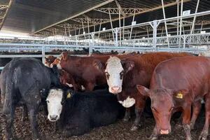Demanda selectiva y discreto interés por las vacas en el Mercado Agroganadero de Cañuelas