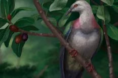 Tonga: encuentran restos de una paloma gigantesca que vivió hace 3000 años