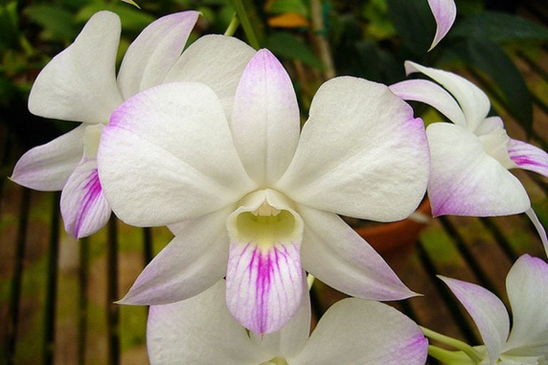 Una Dendrobium Phalaenopsis. ¡Cómo me gustaría tener una de cada!