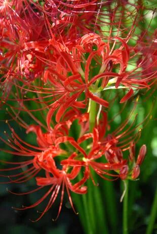 Lycoris radiata, una especie de flores muy atractivas, apta para cultivar en canteros